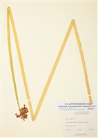 藏品(水蔥)的圖片